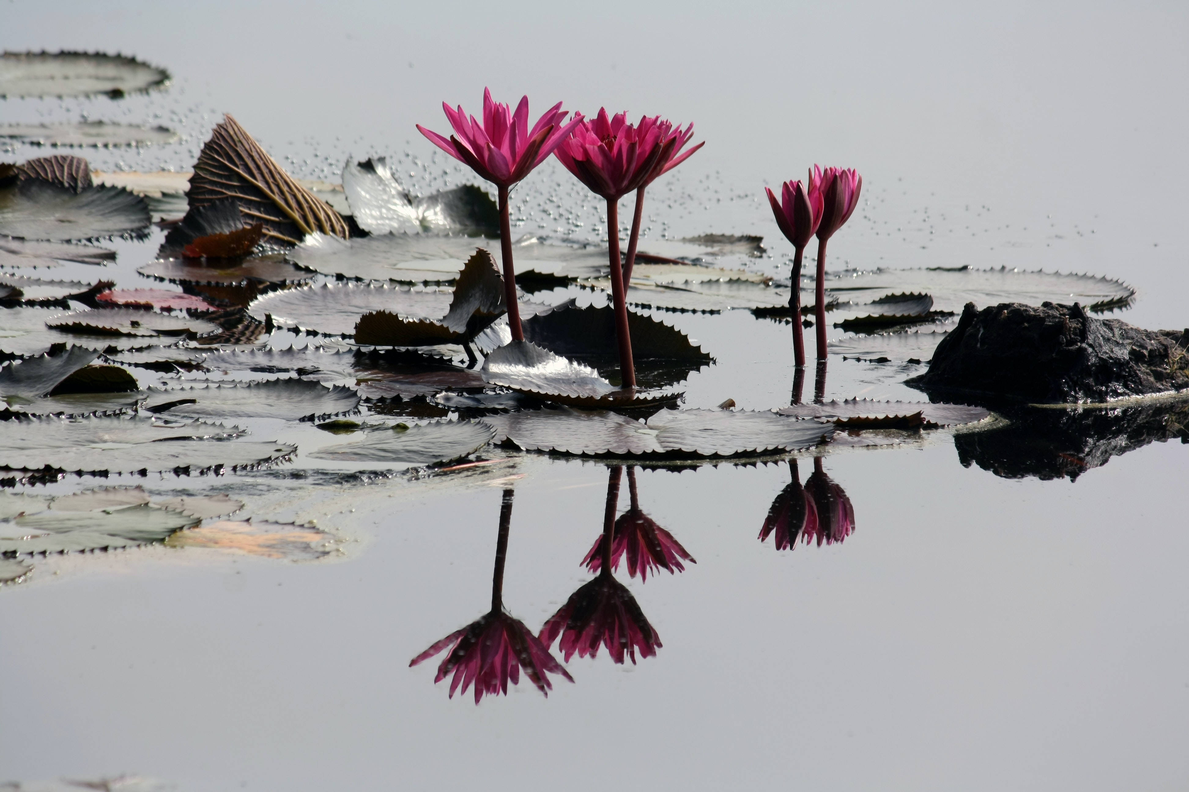 Pond ng mga Pink na Bulaklak ng Lotus Wallpaper