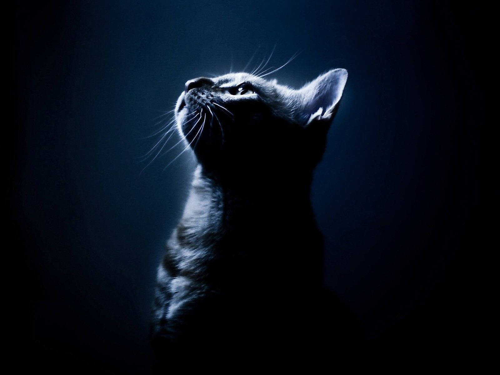 Portrait ng Pusa Aesthetic Dark Blue HD Wallpaper