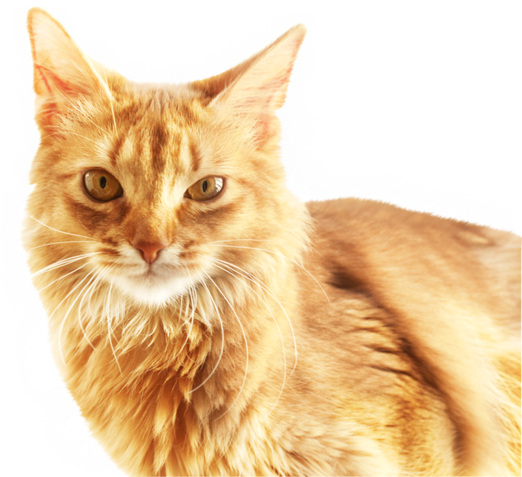 Portrait ng Pusa na Ginger Wallpaper