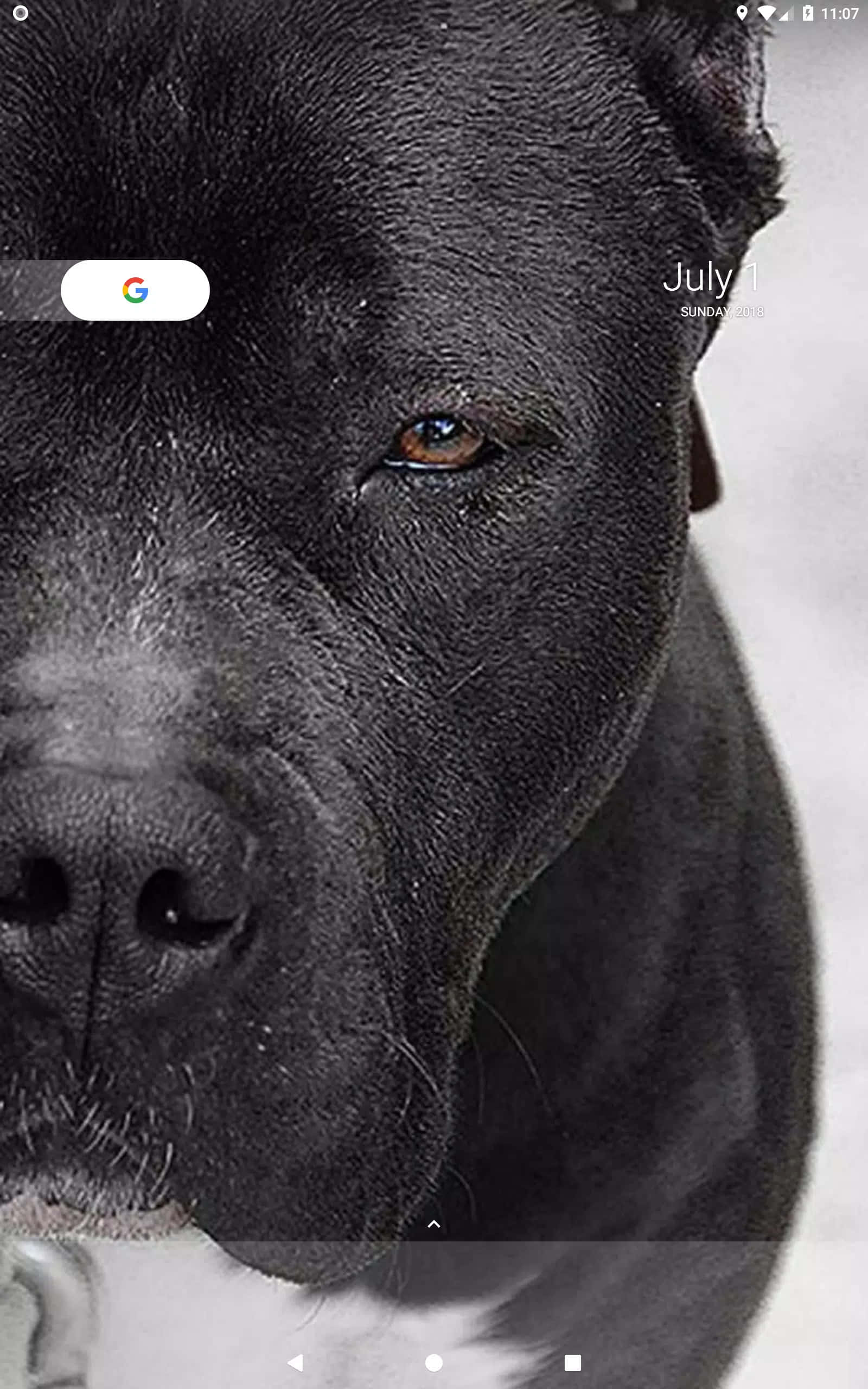 "Makapang itim na pitbull na nagbabantay ng kanyang bahay." Wallpaper