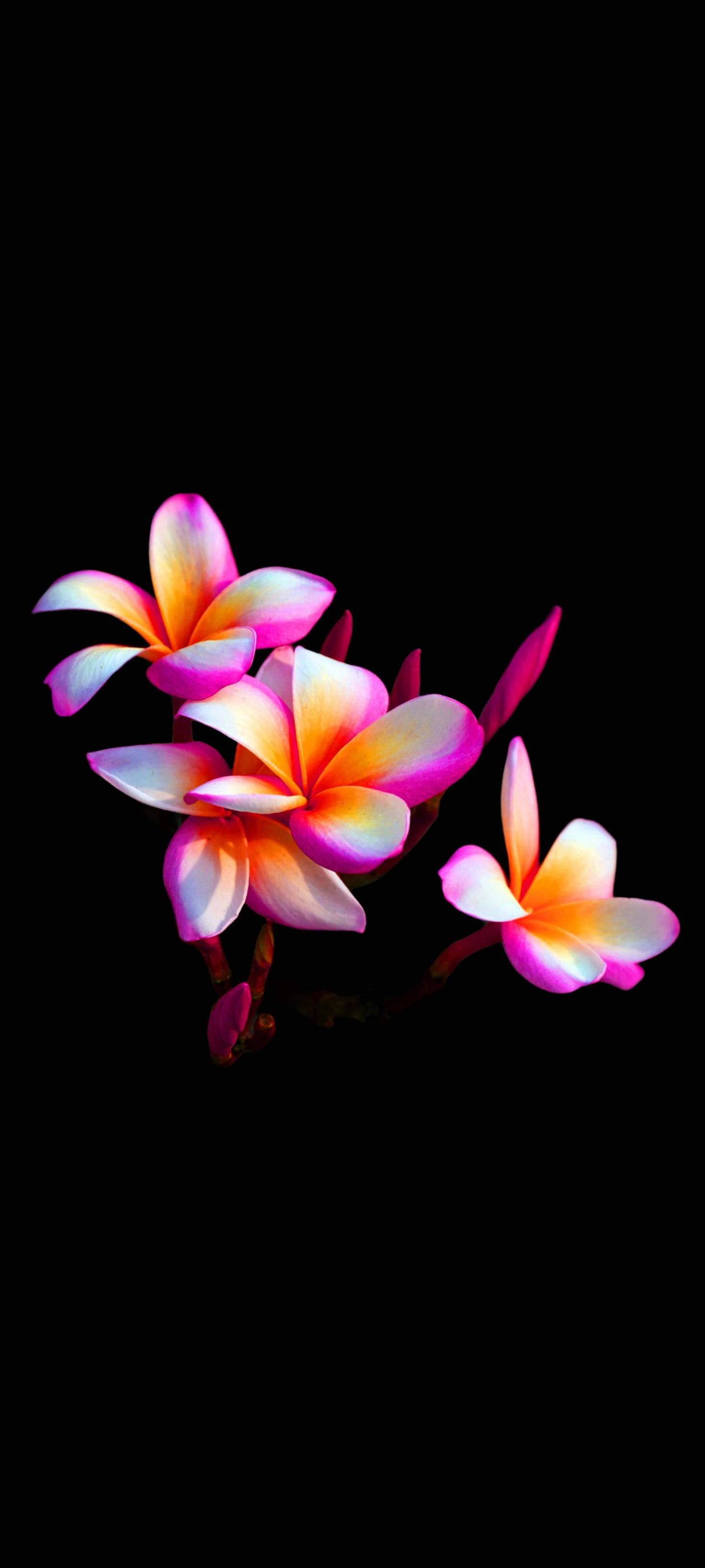 Magandang Plumeria Flower Mobile Wallpaper