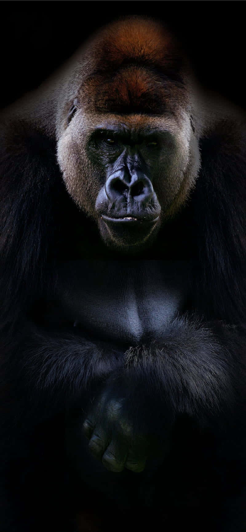 Professional Portrait Best Gorilla Background Wallpaper