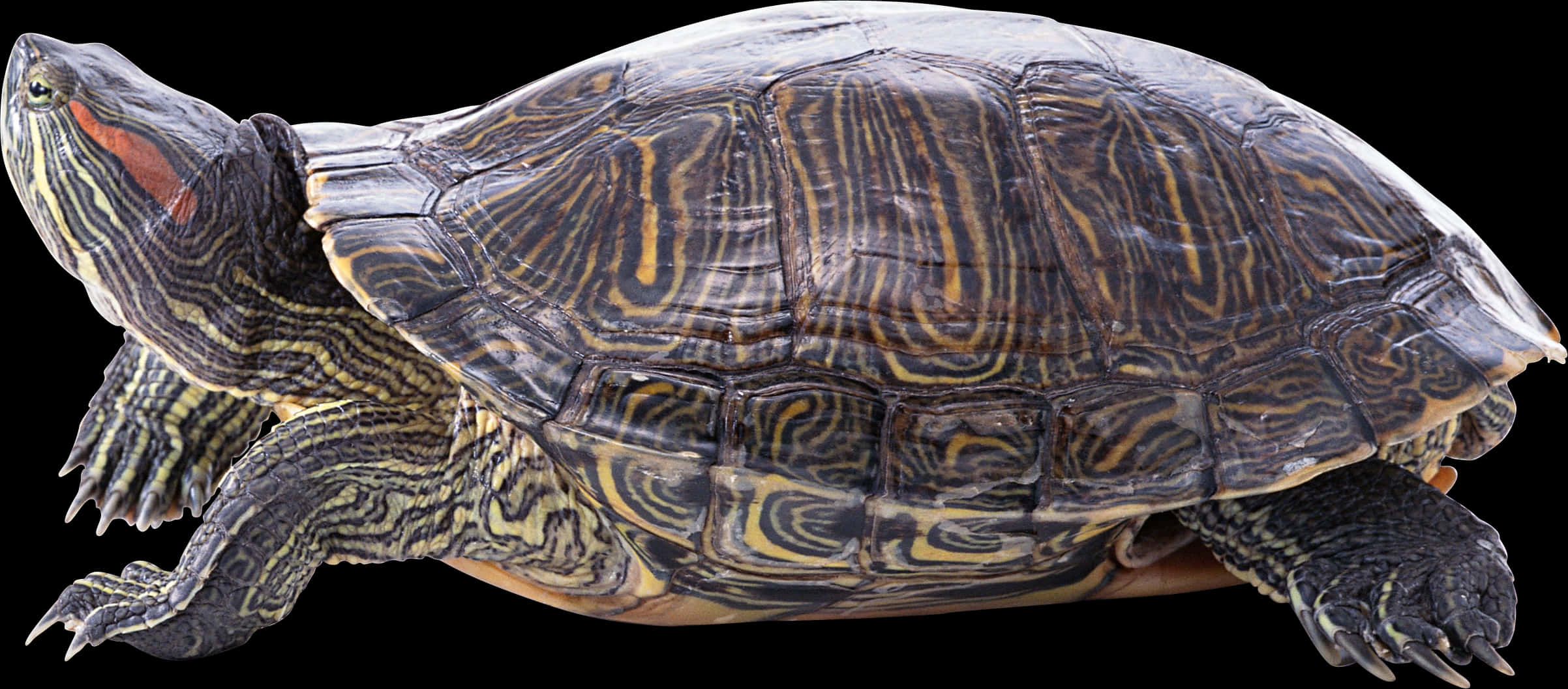 Profile ng Pagong na Red Eared Slider Wallpaper