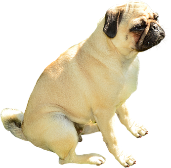 Pug na Aso na Nakaupo sa Itim na Background Wallpaper