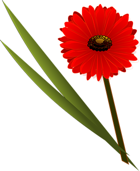 Pulang Bulaklak Itim na Background Wallpaper