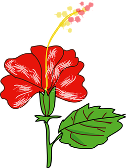 Pulang Gumamela Ilustrasyong Vector Wallpaper