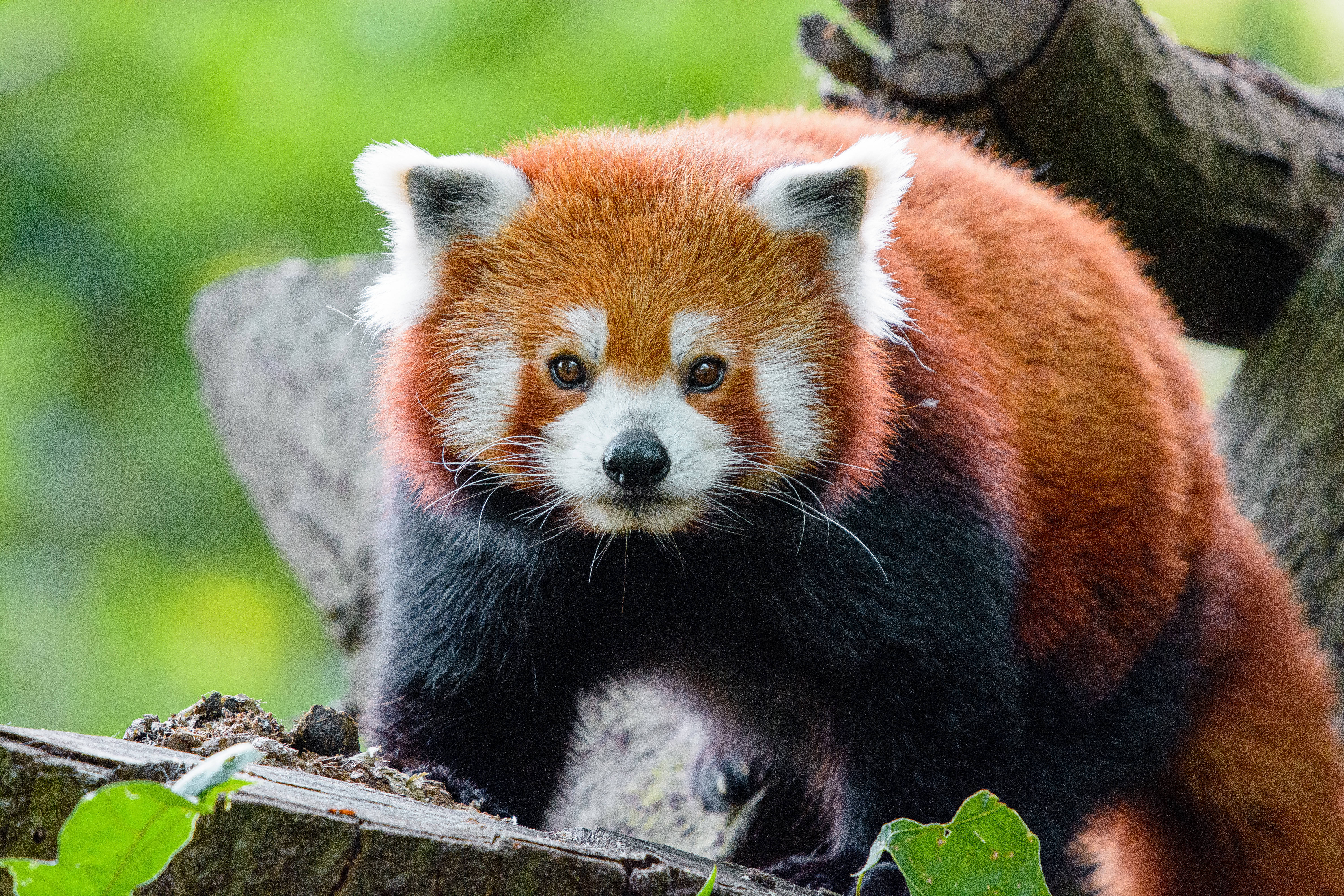Pulang Panda Sa Kahoy Wallpaper