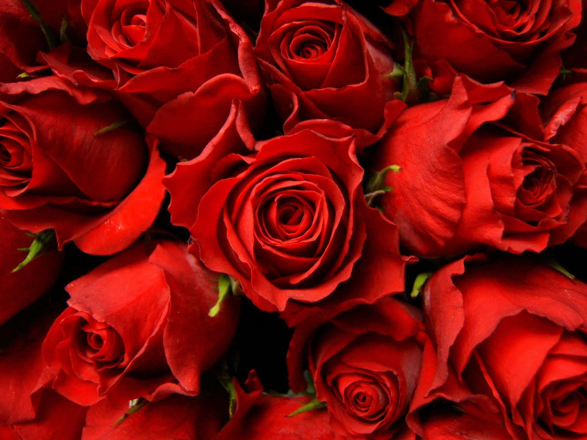 Pulang Rosas - Ang Pinakamagandang Regalo ng Kalikasan Wallpaper