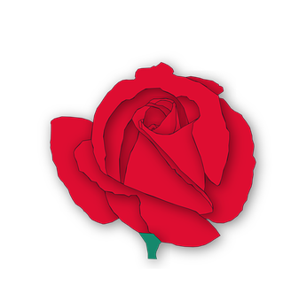 Pulang Rosas na Itim na Background Wallpaper