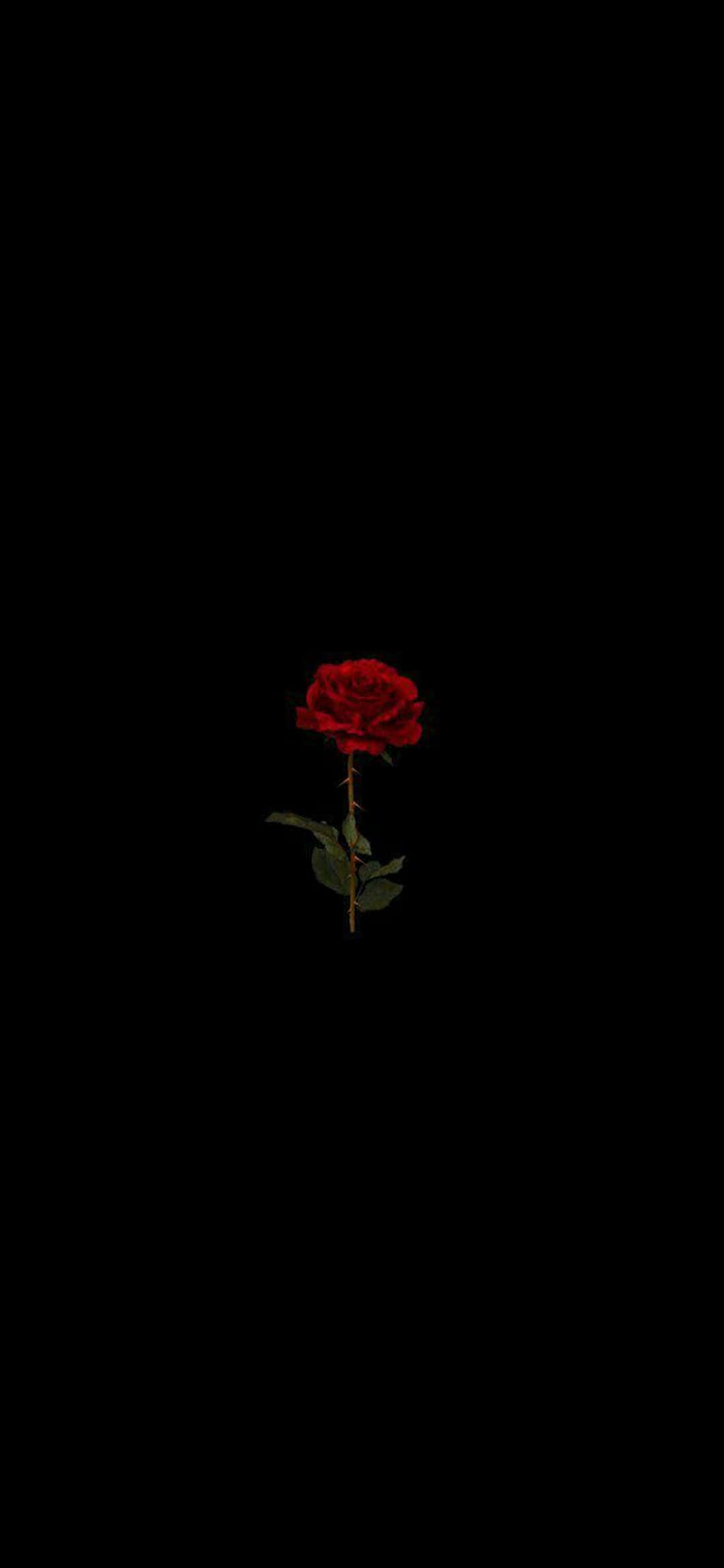 Pulang Rosas Pixel 3XL AMOLED Background Wallpaper
