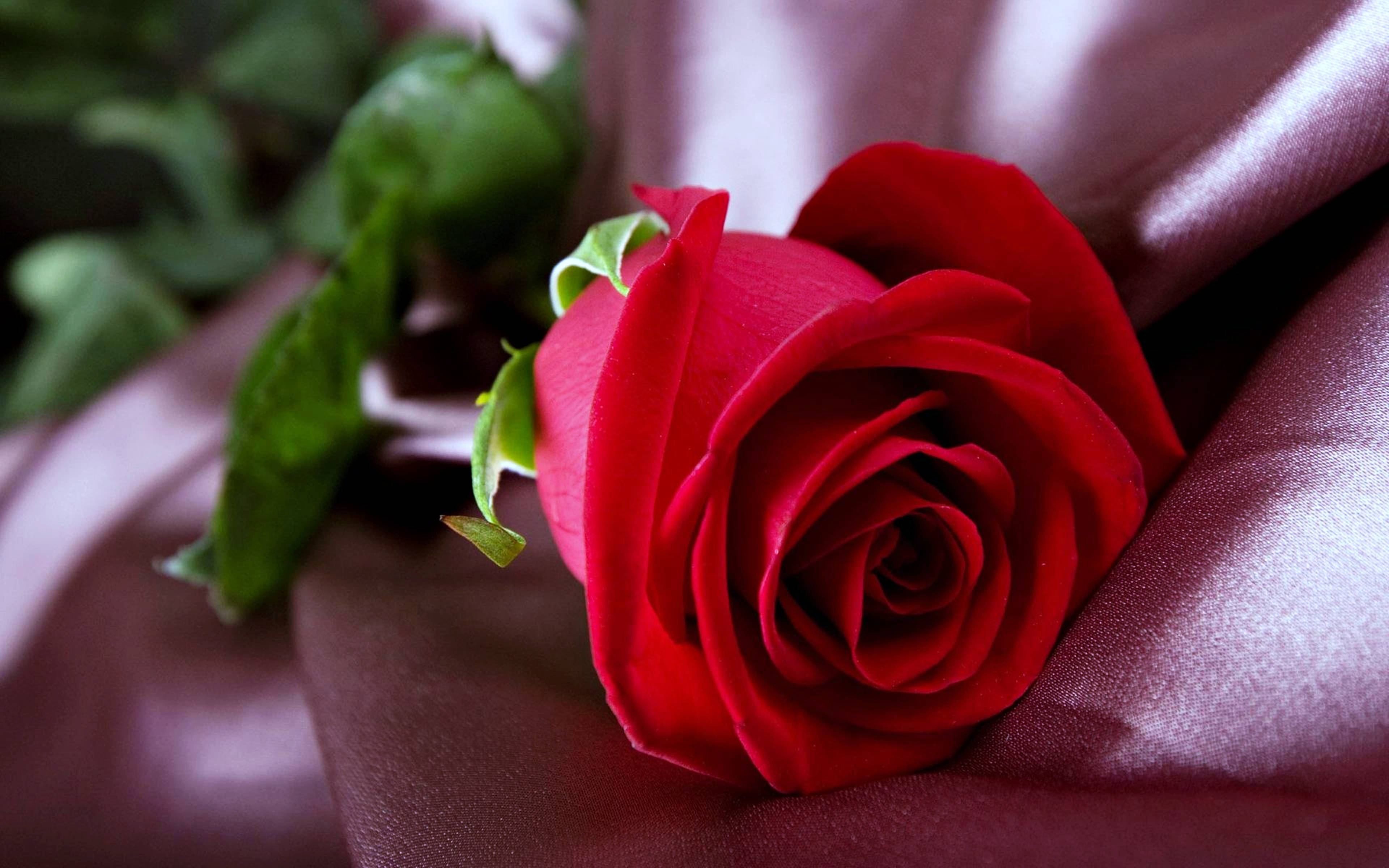 Pulang Rosas sa Tela Wallpaper