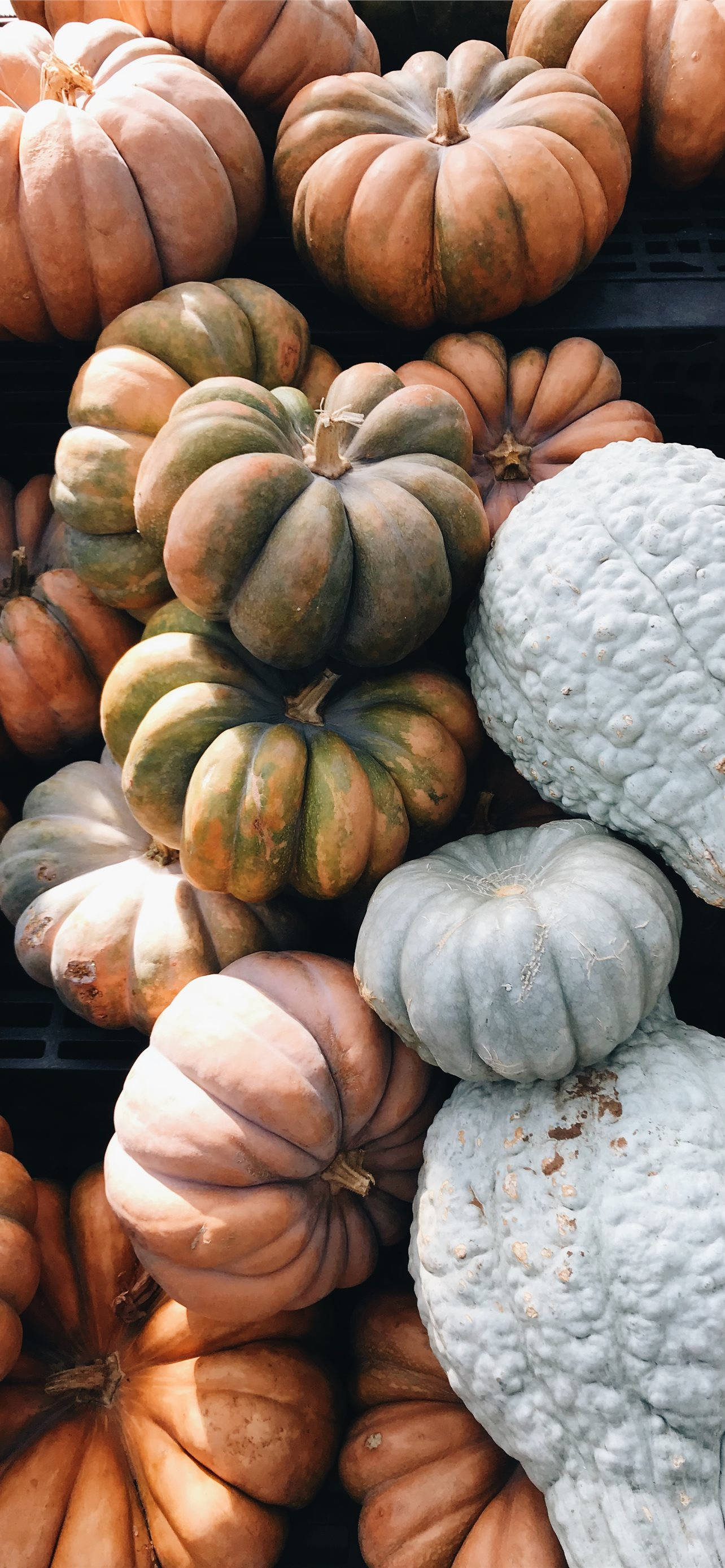 Pumpkins sa Iba't Ibang Kulay Thanksgiving iPhone Wallpaper