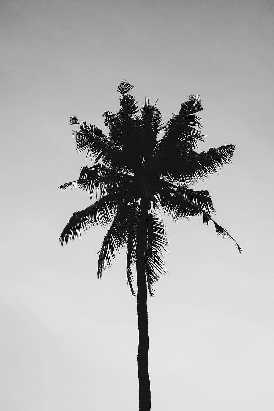 Puno at Puti na Nag-iisang Puno ng Niyog Wallpaper