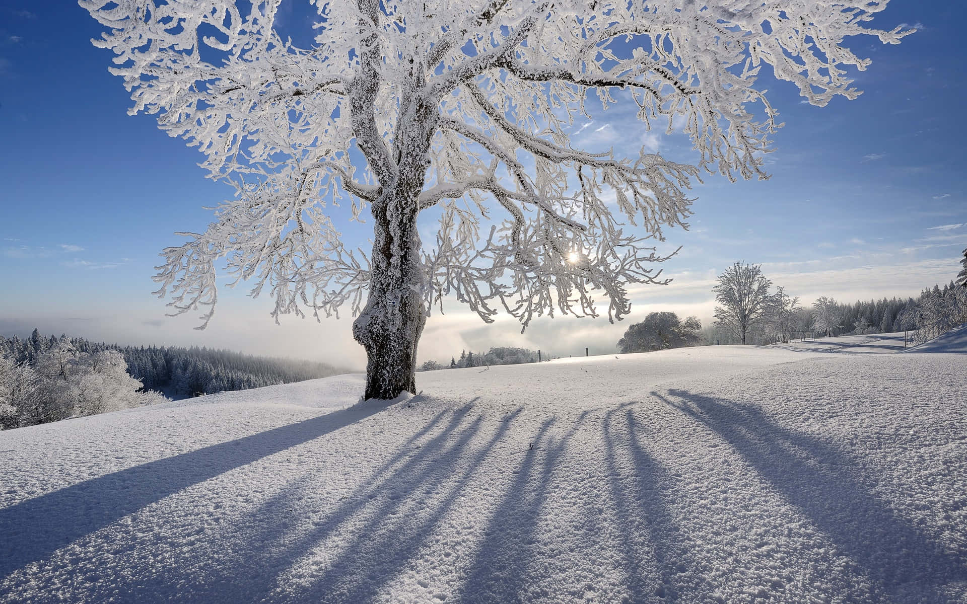 Puno ng Hoarfrost na Silhouette sa Taglamig na Wonderland Background Wallpaper