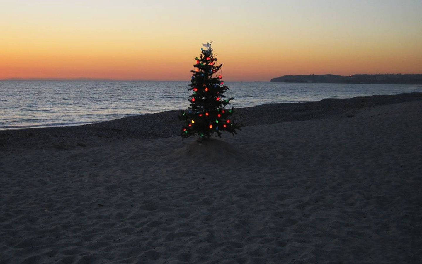 Puno ng Pasko ng Australya sa Dalampasigan Wallpaper