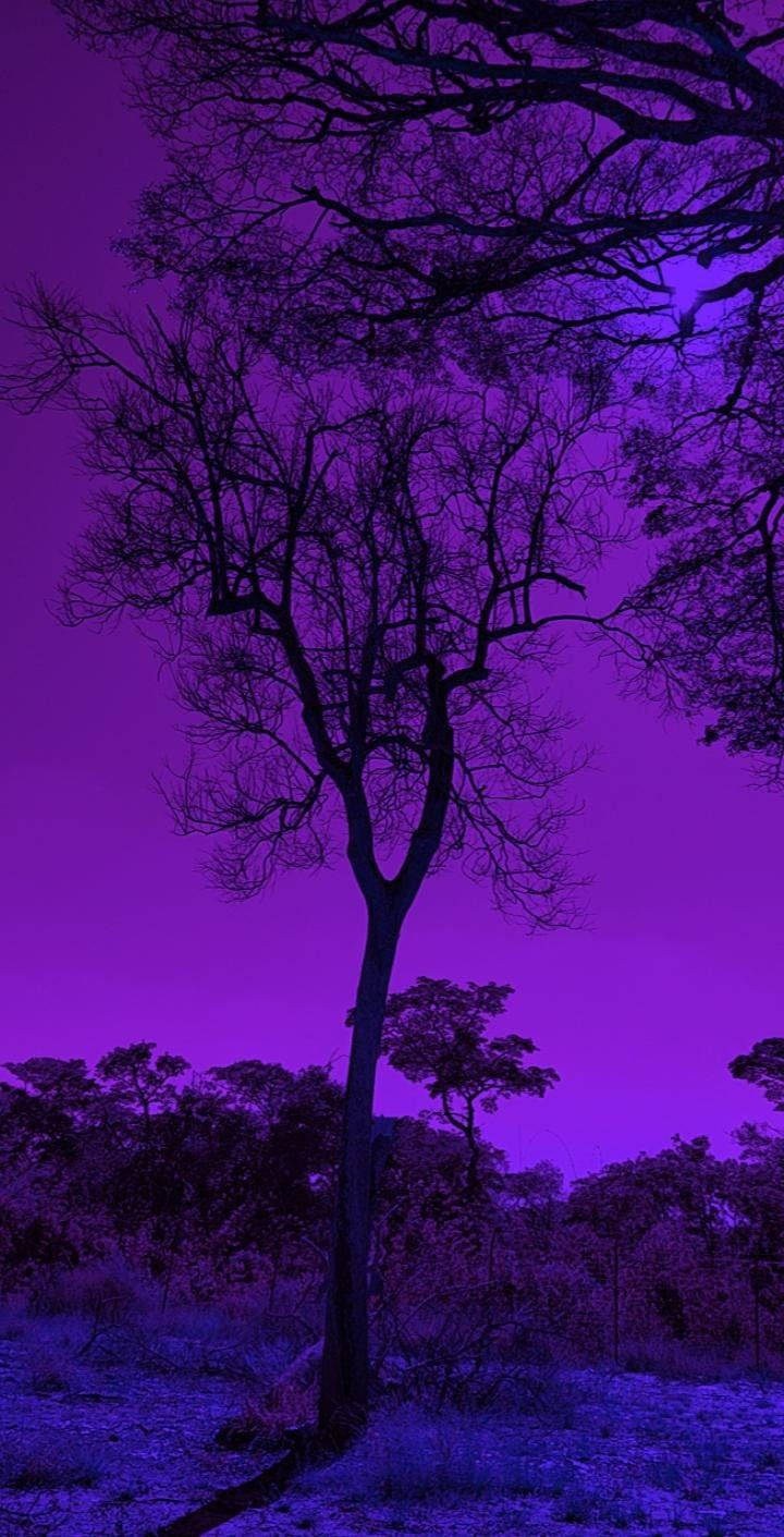 Punong Aesthetic na Puno sa Kalikasan na Kulay Lila Wallpaper