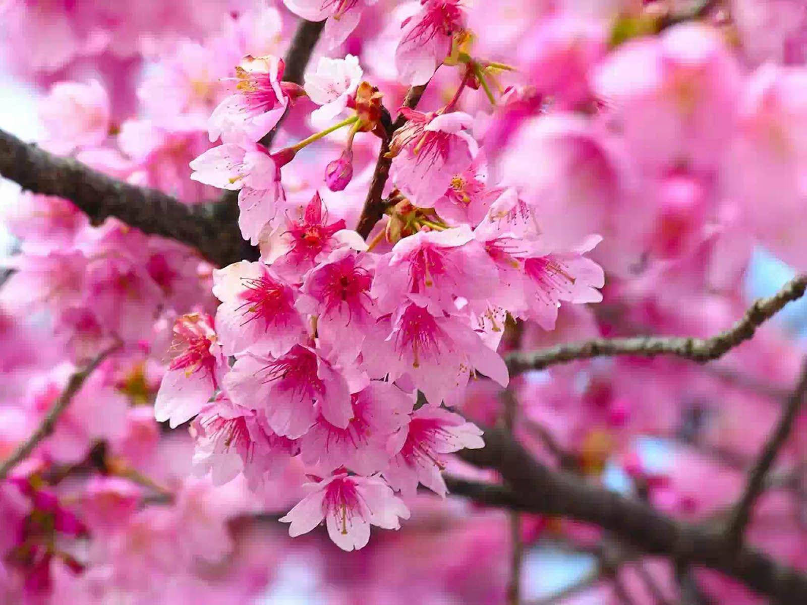 Punong Cherry Blossom na May Rosas na Bulaklak Wallpaper