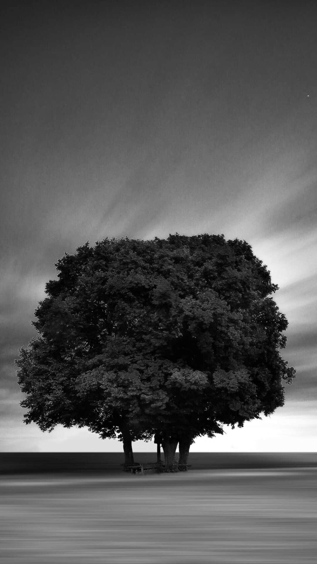 Punong Monochrome na May Makapal na Dahon Wallpaper