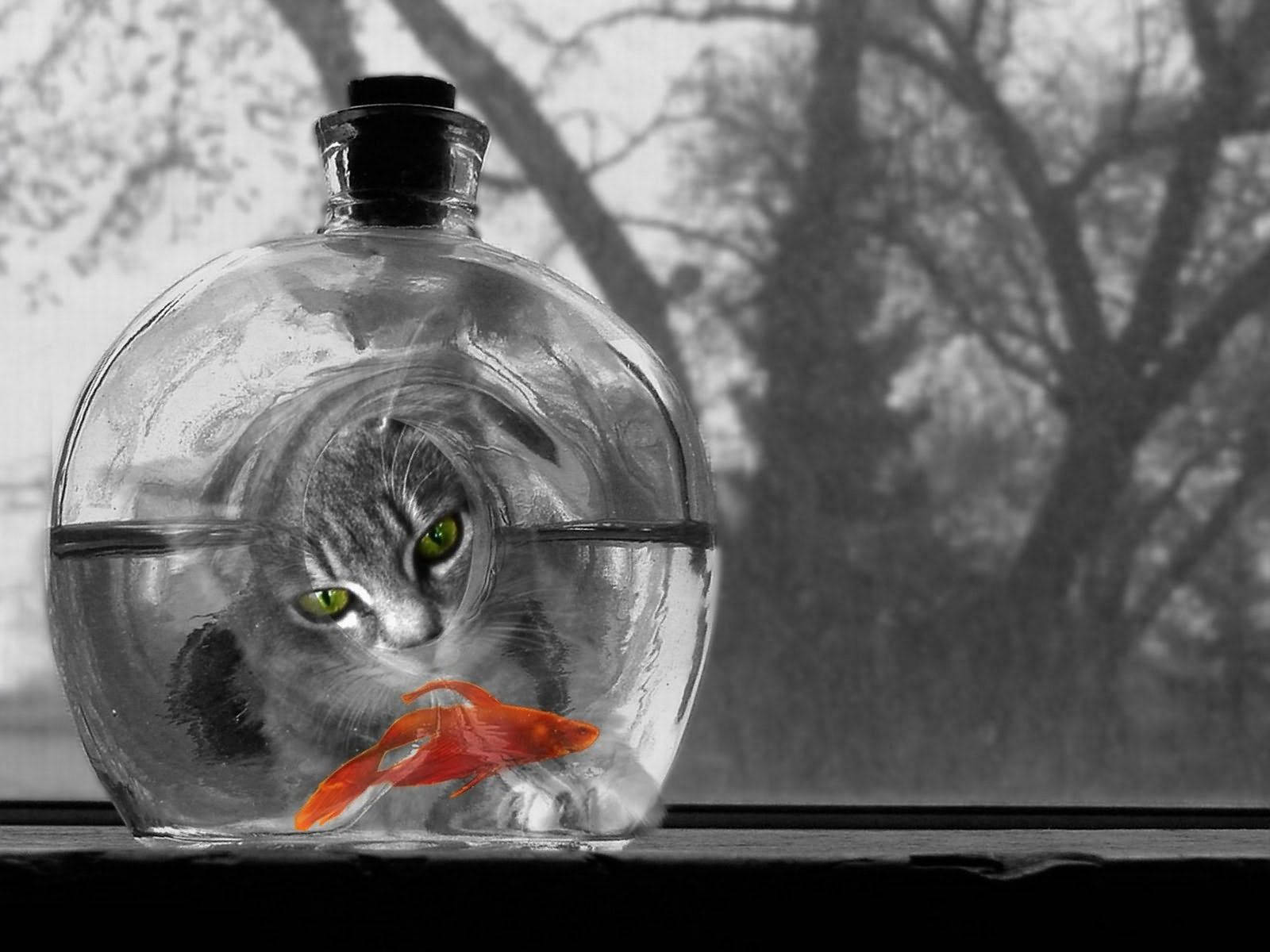 Pusa at Isda Wallpaper