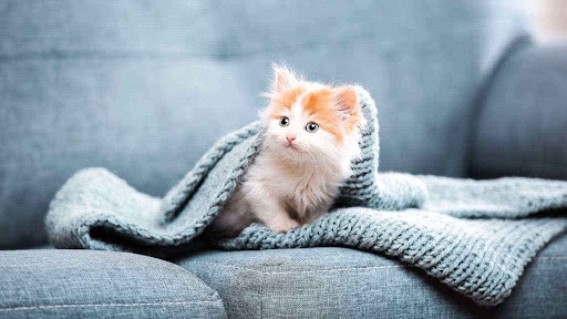 Pusa na Aesthetic sa Sofa Wallpaper