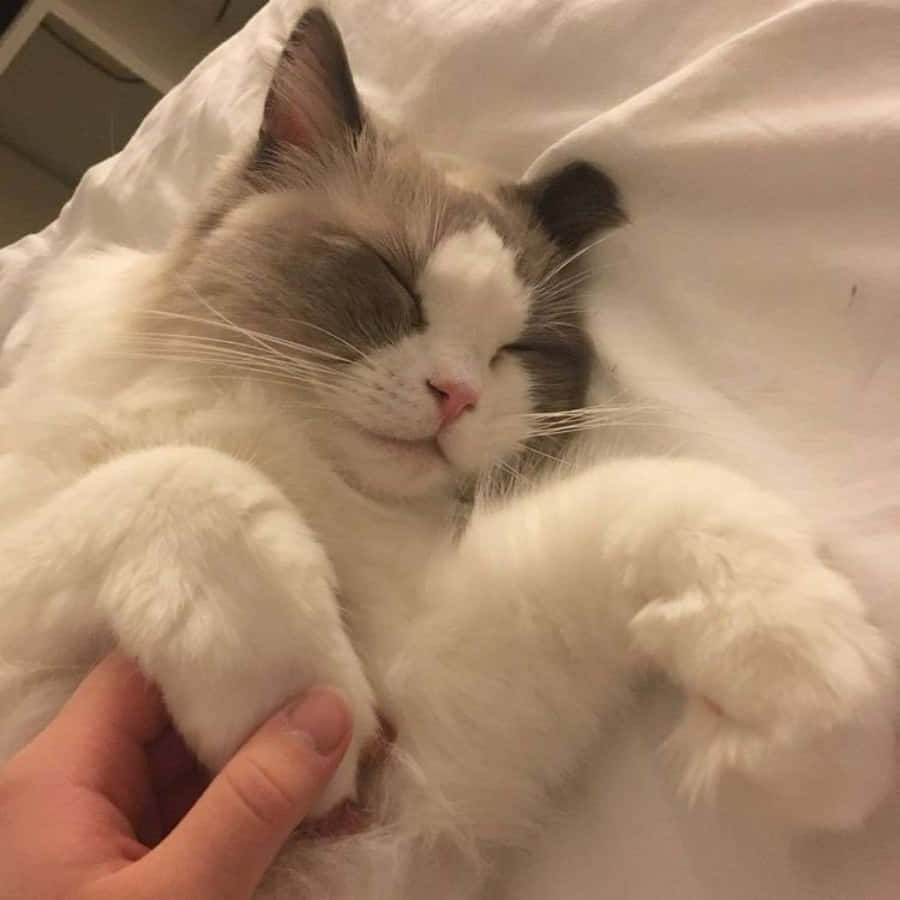 Pusa na Cute at Aesthetic Wallpaper