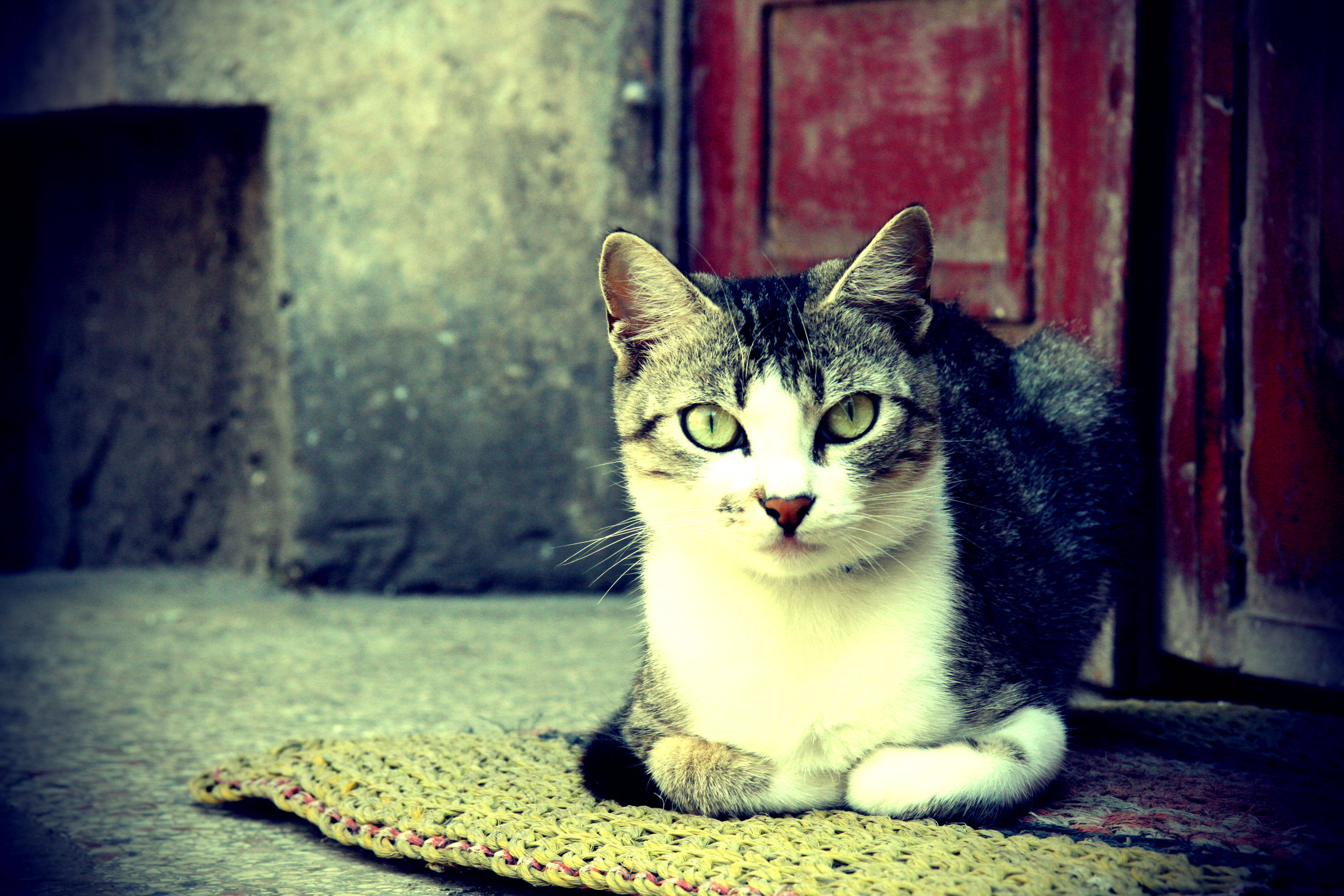 Pusa na Estetiko sa Banig Wallpaper