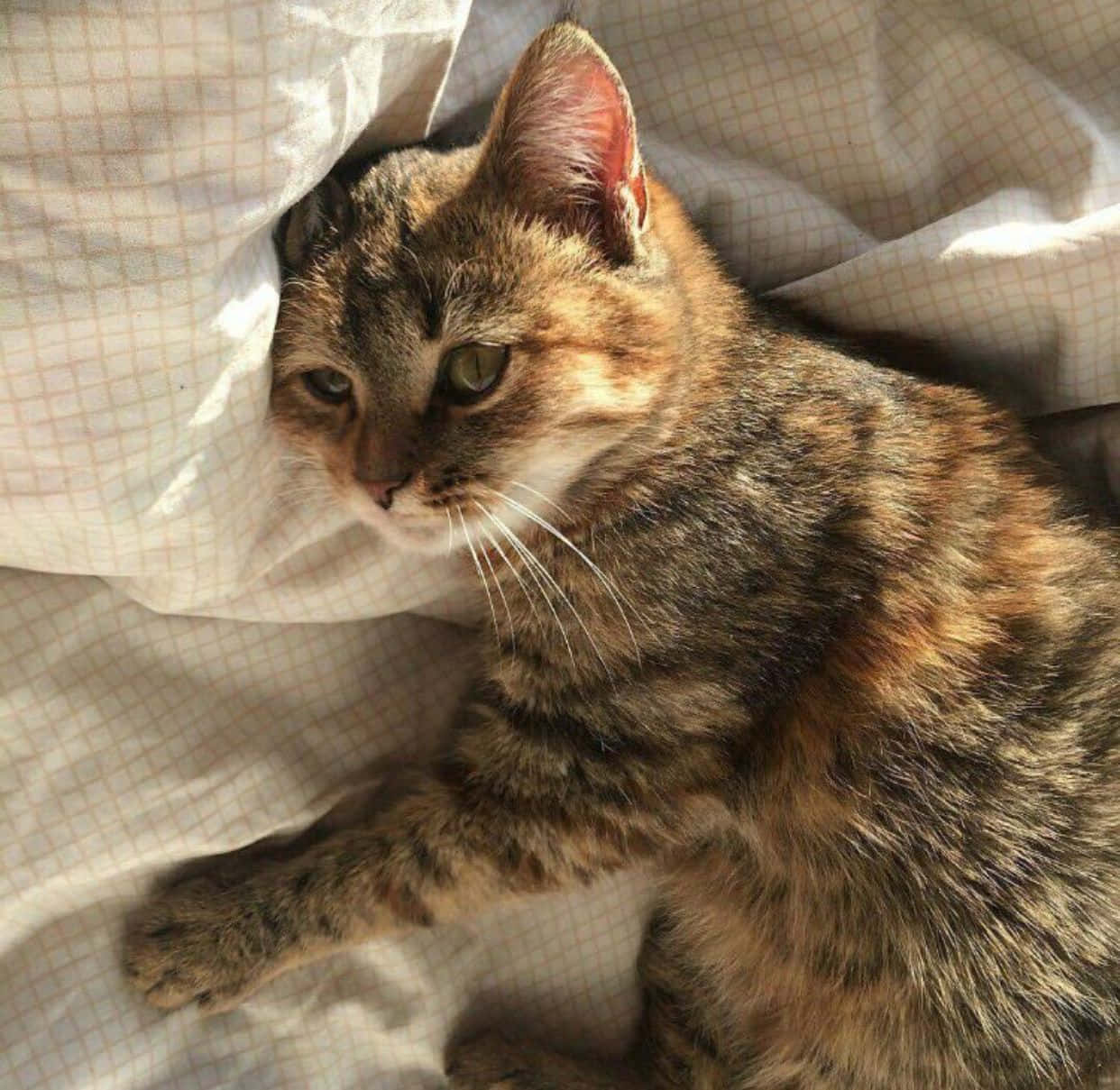 Pusa na may aesthetic na hitsura, nangangarap sa malayo Wallpaper