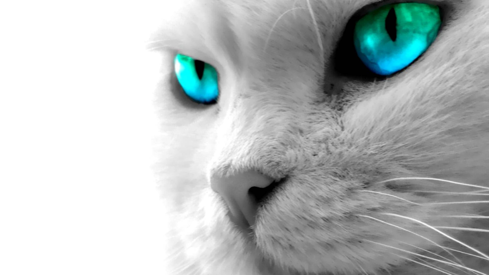 Pusa na May Asul na Mata sa Kompyuter Wallpaper