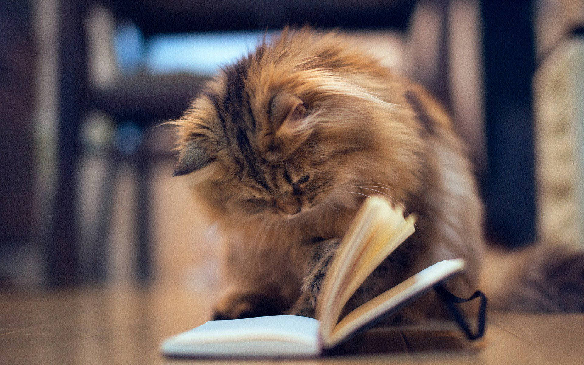 Pusa na may Estetikong Libro Wallpaper