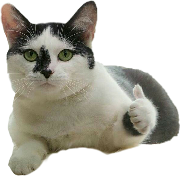 Pusa na Nagta-Thumbs Up Meme Wallpaper