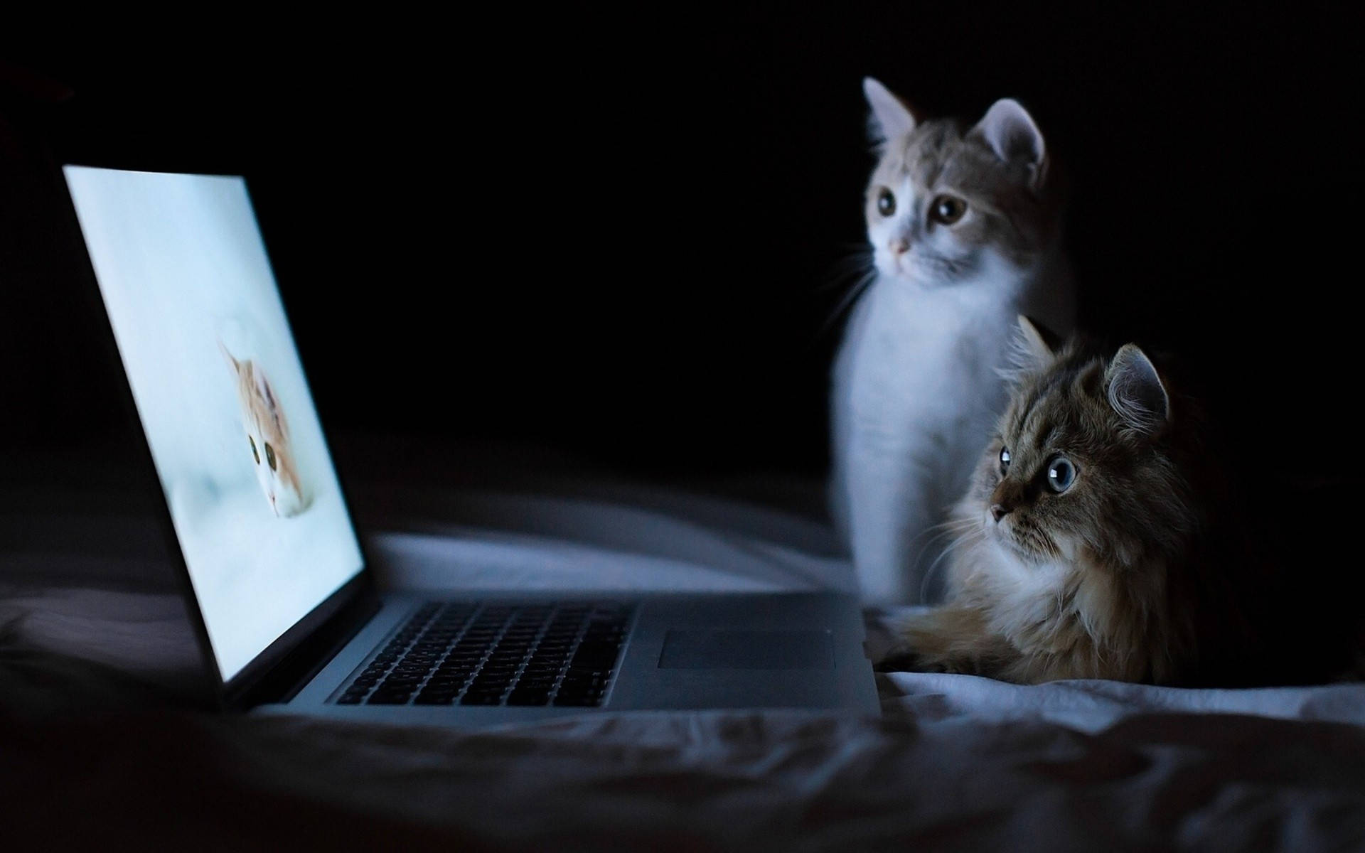 Pusa Nanonood sa Computer Wallpaper