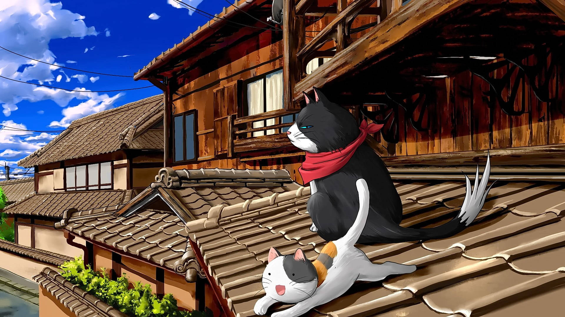 Pusa sa Computer sa Bubong Wallpaper