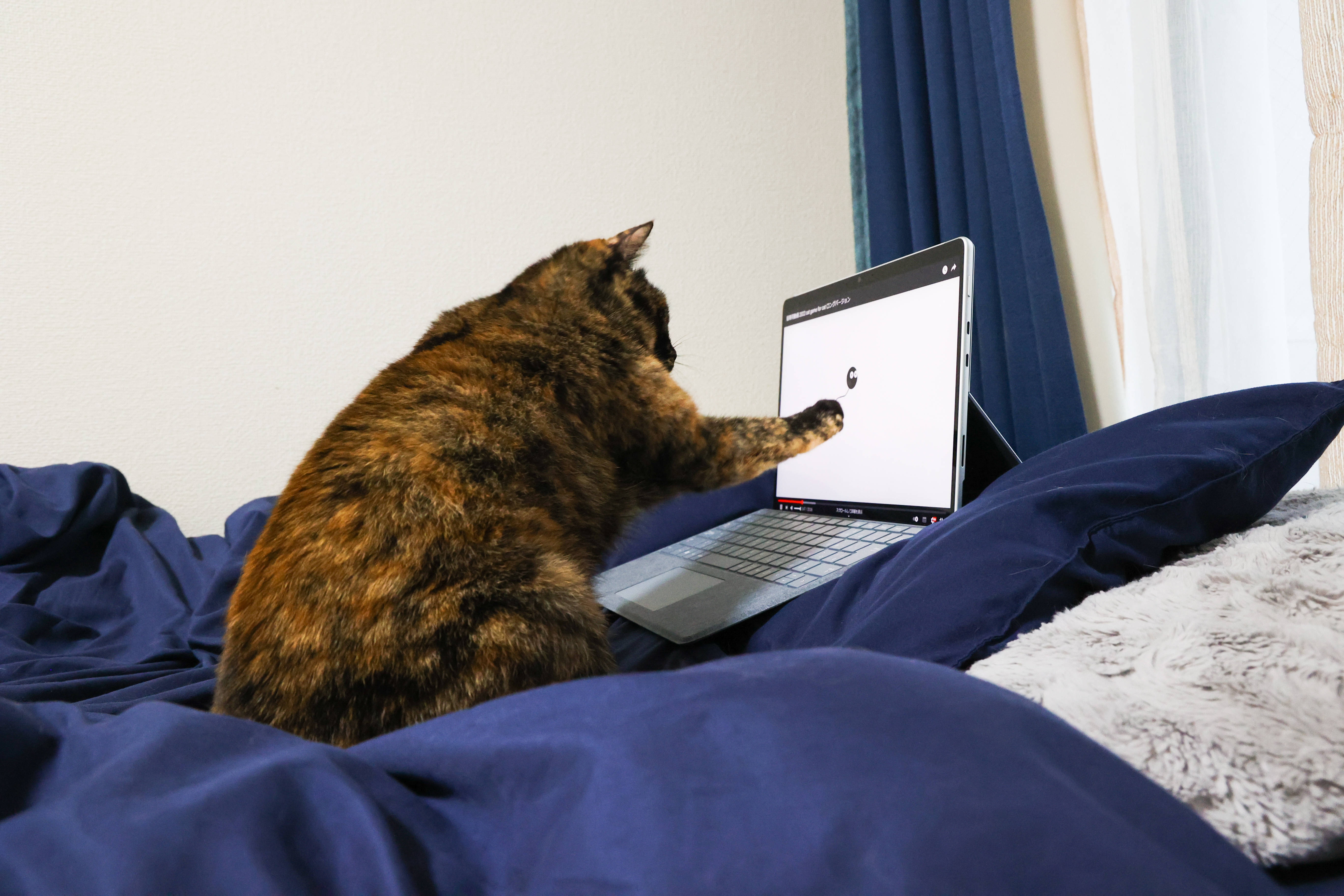Pusa sa Kama na may Computer Wallpaper