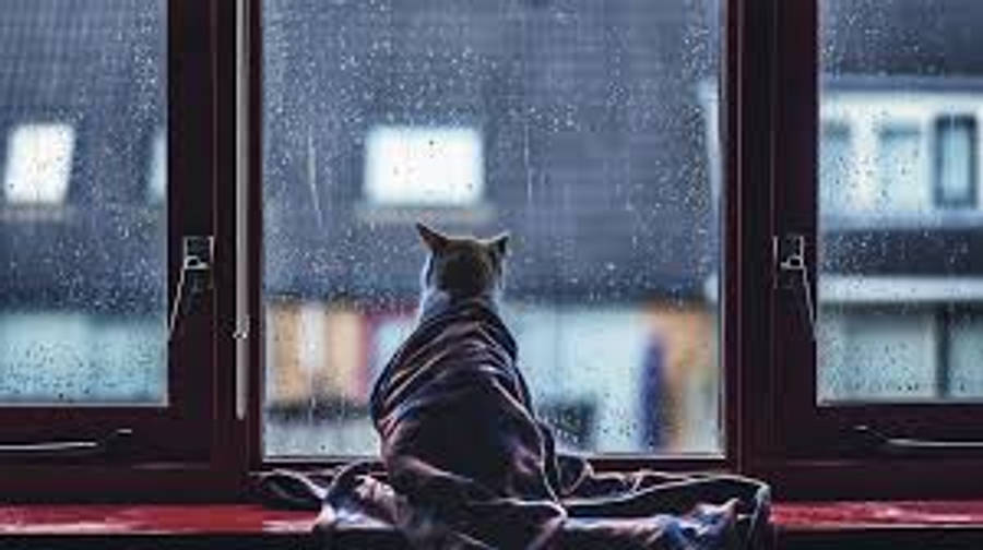 Pusang Aesthetic na Nanonood ng Ulan Wallpaper