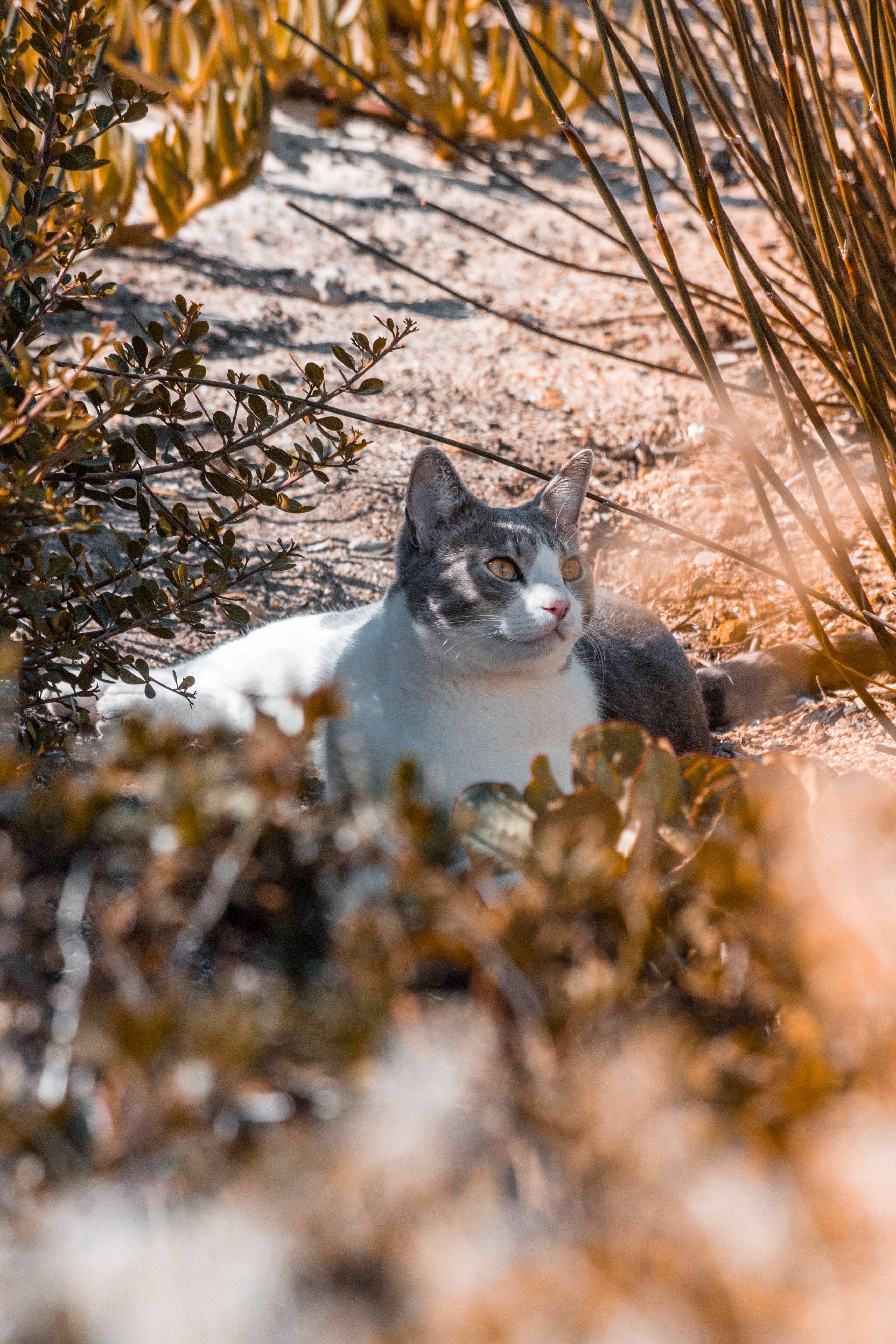 Pusang Aesthetic na Kulay Abo at Puti Wallpaper