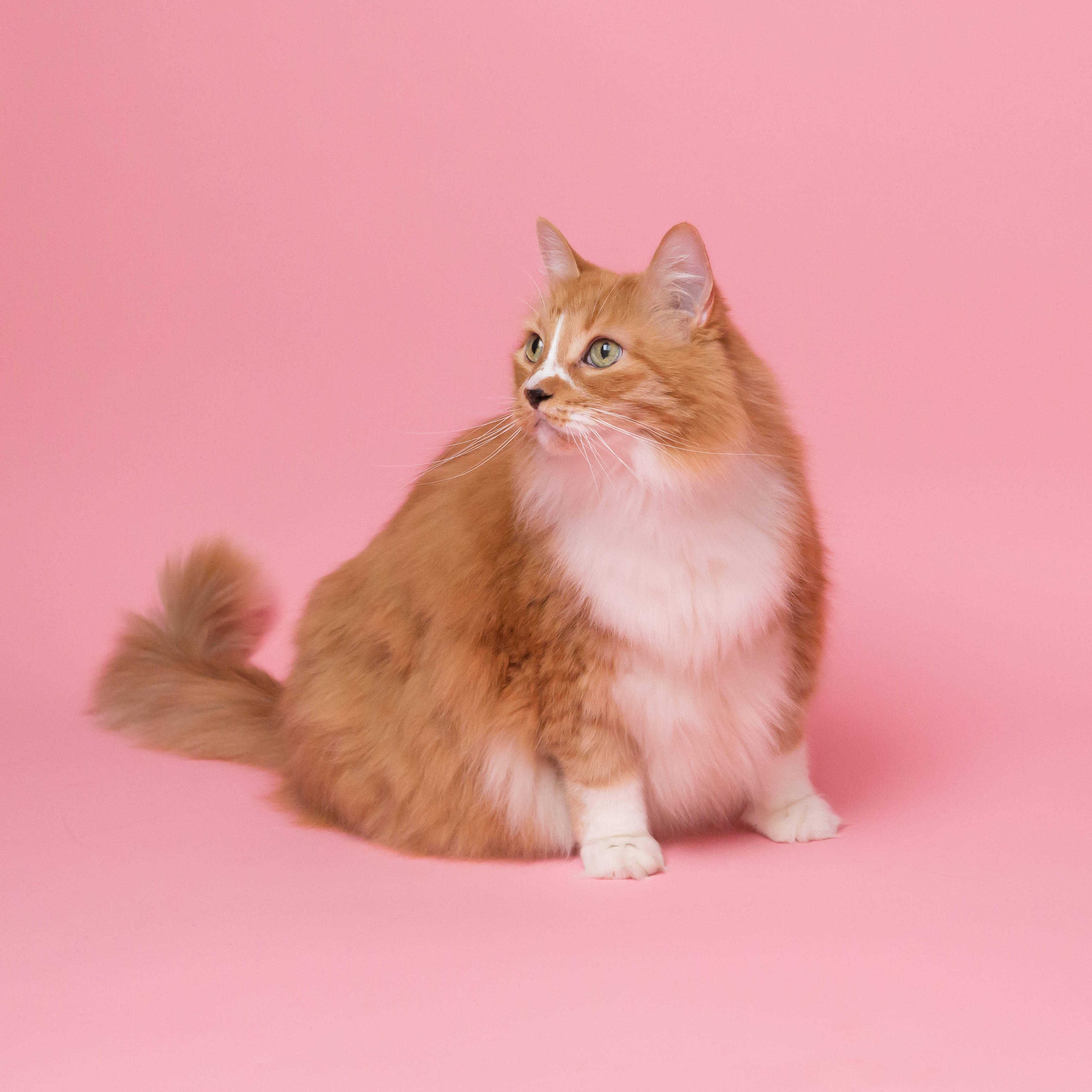 Pusang Aesthetic na Mataba sa Kulay Pink Wallpaper
