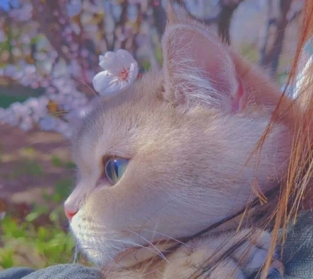Pusang Aesthetic na naglilibang Wallpaper