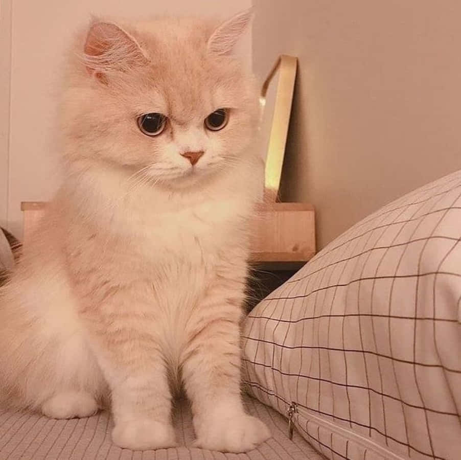 Pusang Aesthetic na Nagpo-Pose sa Makulay na Lambat Wallpaper