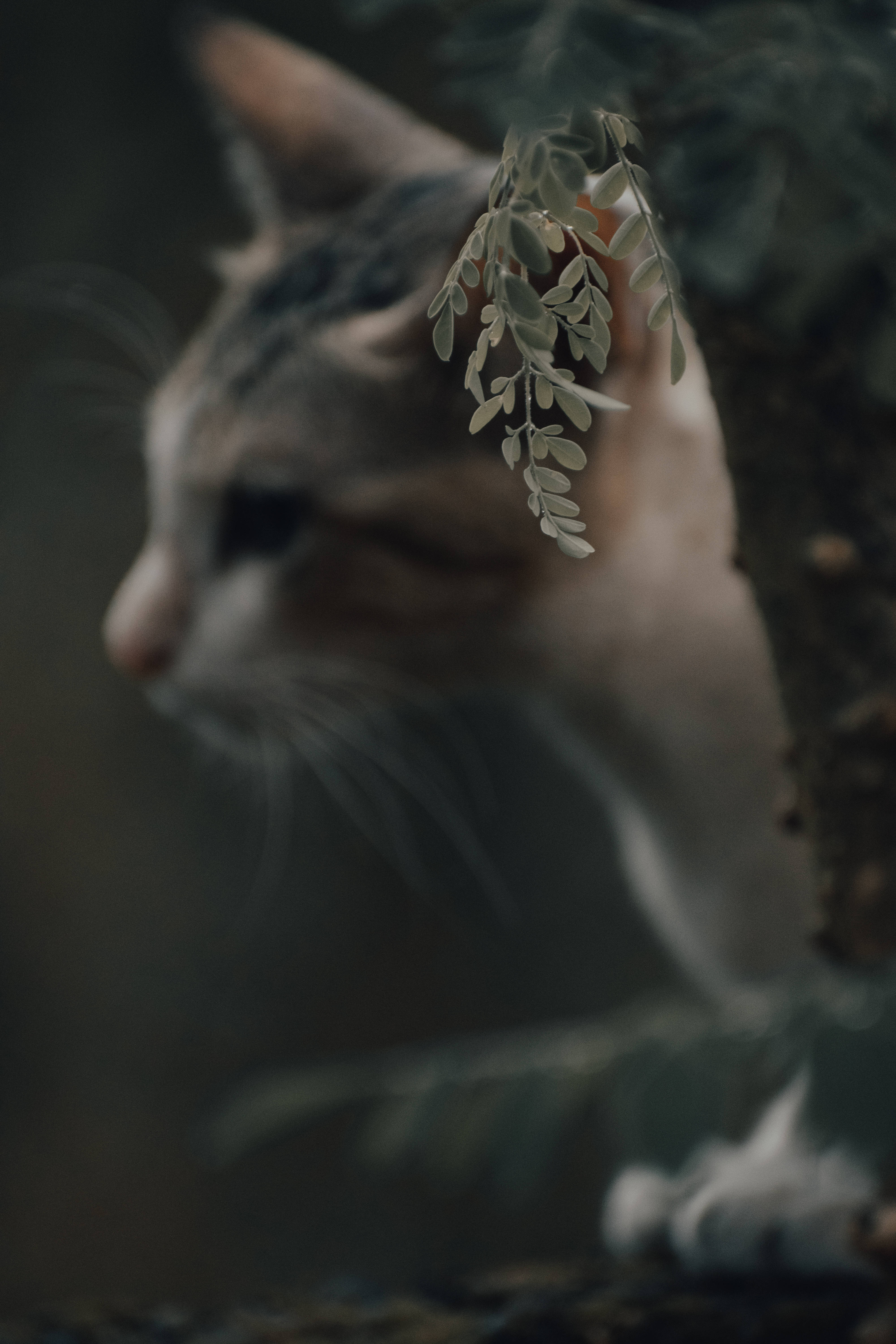 Pusang Aesthetic sa Tabi ng Puno Wallpaper