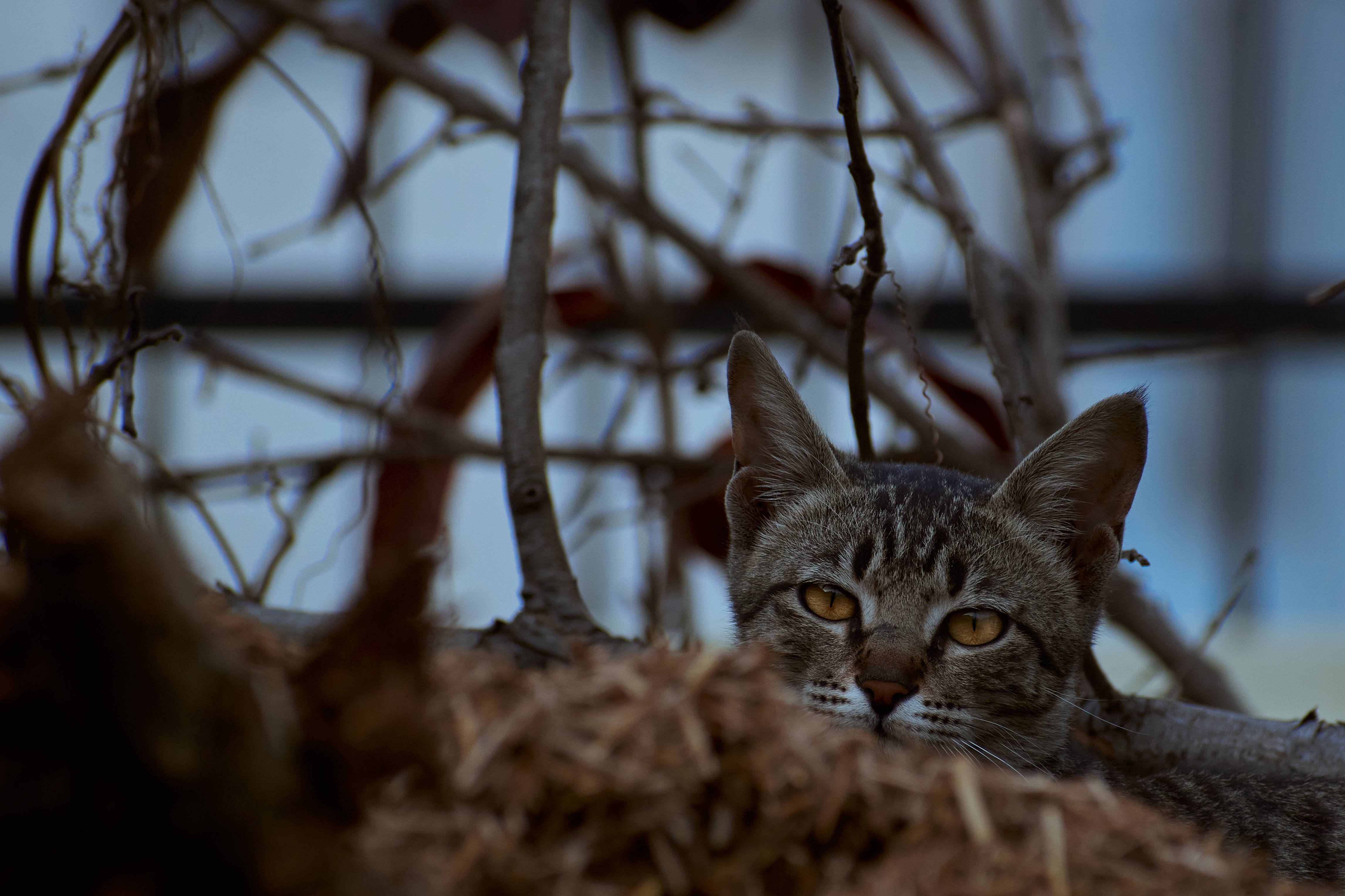 Pusang Aesthetic sa Tuyong Damong Damo Wallpaper
