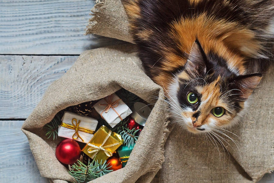 Pusang Cute na may Regalong Pasko Wallpaper