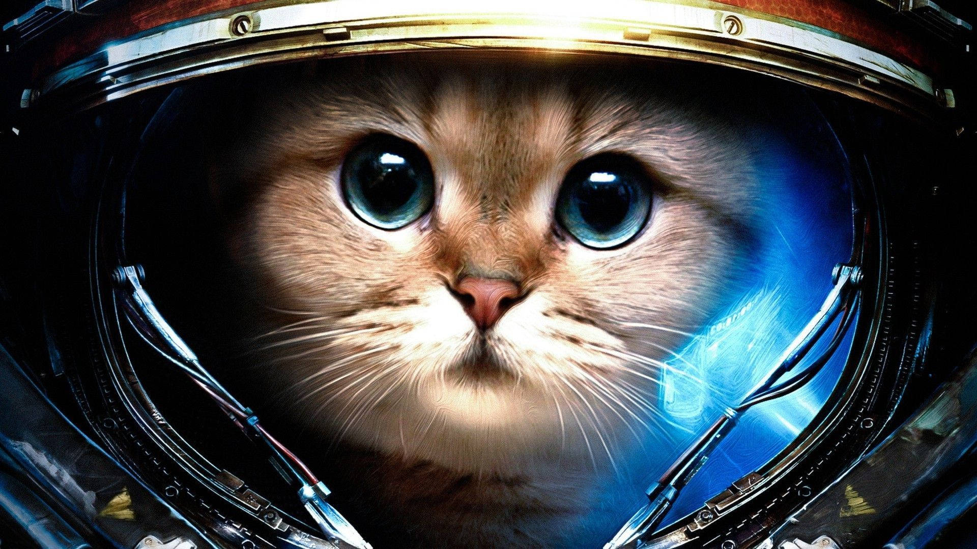 Pusang Estetiko na May Helmet Wallpaper