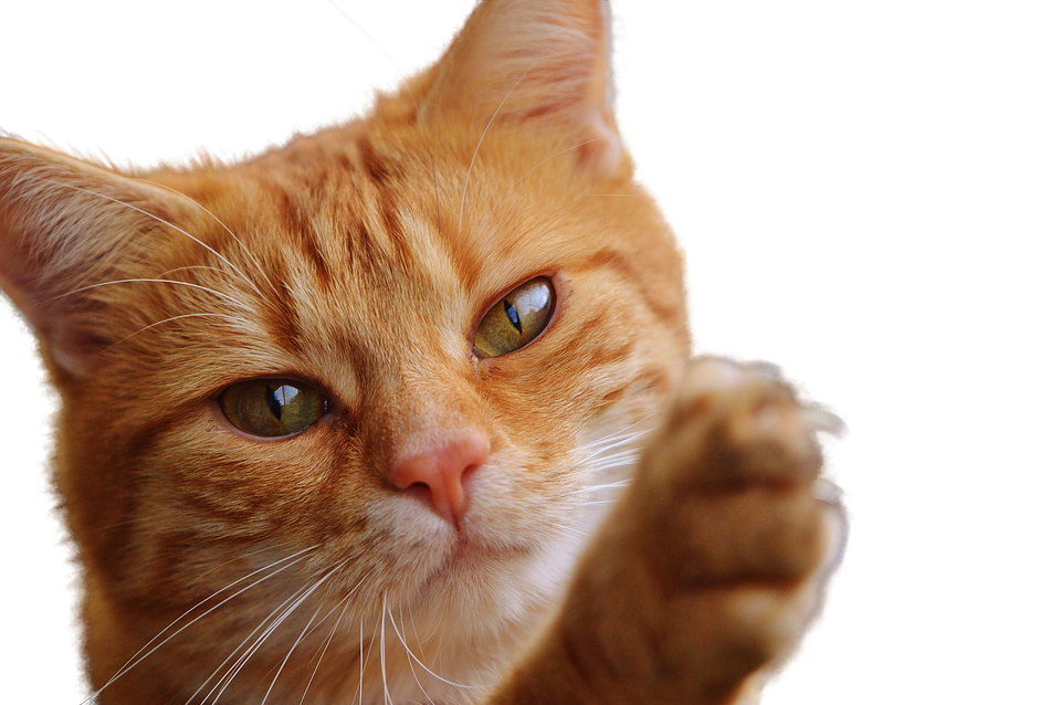 Pusang Ginger na Nagtataas ng Paa Wallpaper
