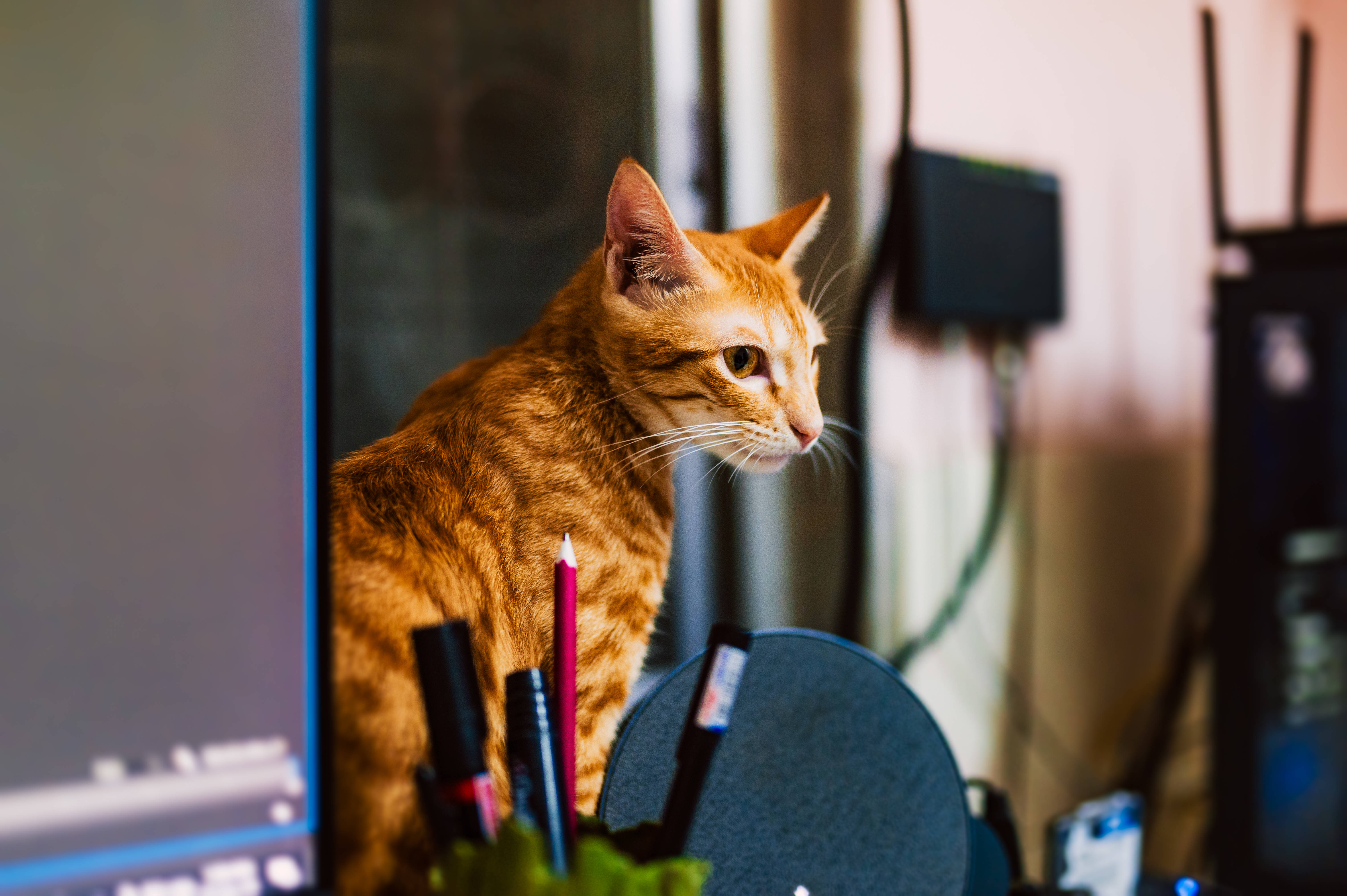 Pusang Ginger Tabby sa Computer Wallpaper