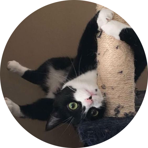 Pusang Itim at Puti na Pababaligtad Wallpaper