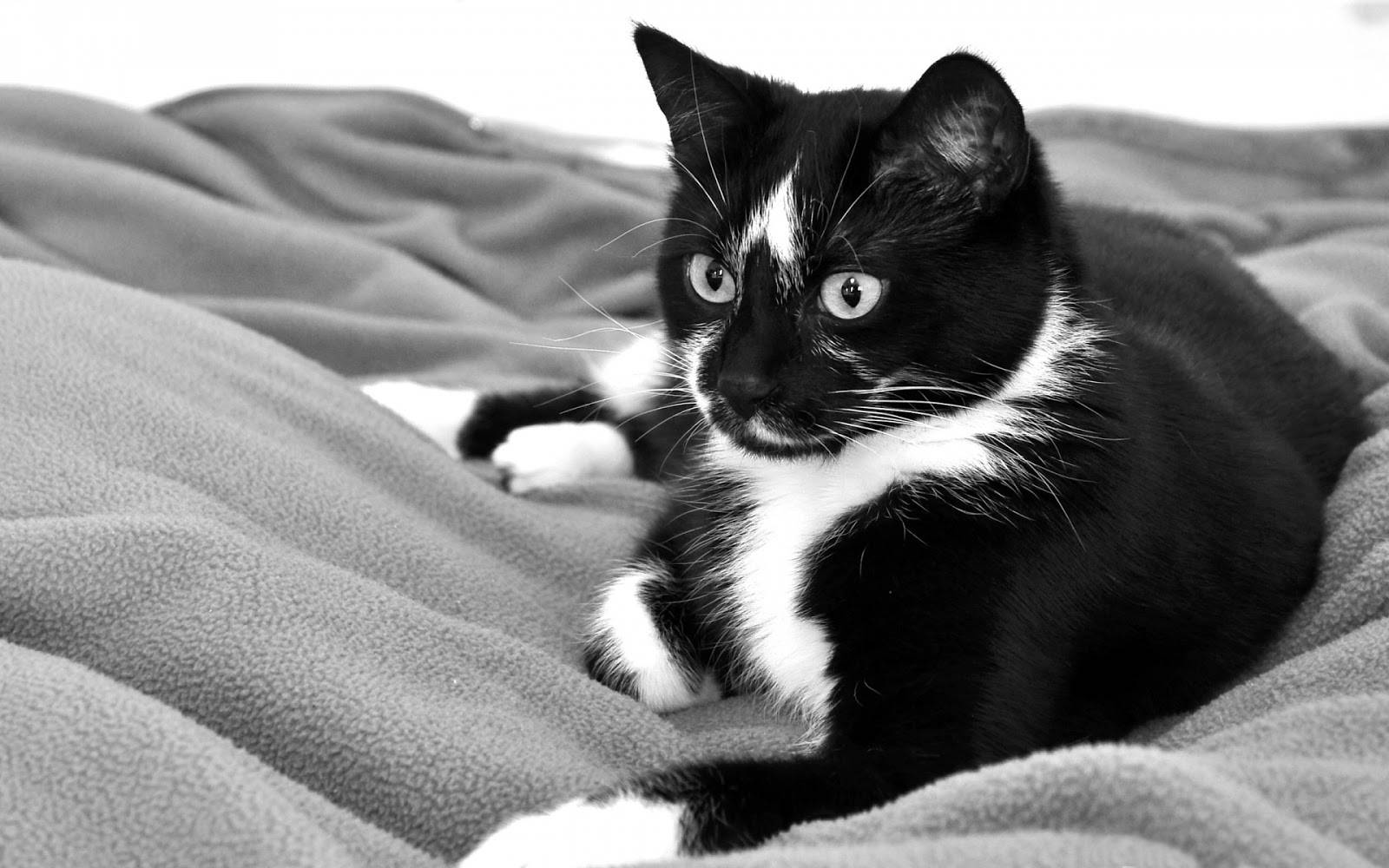 Pusang Itim at Puti sa Malambot na Kumot Wallpaper