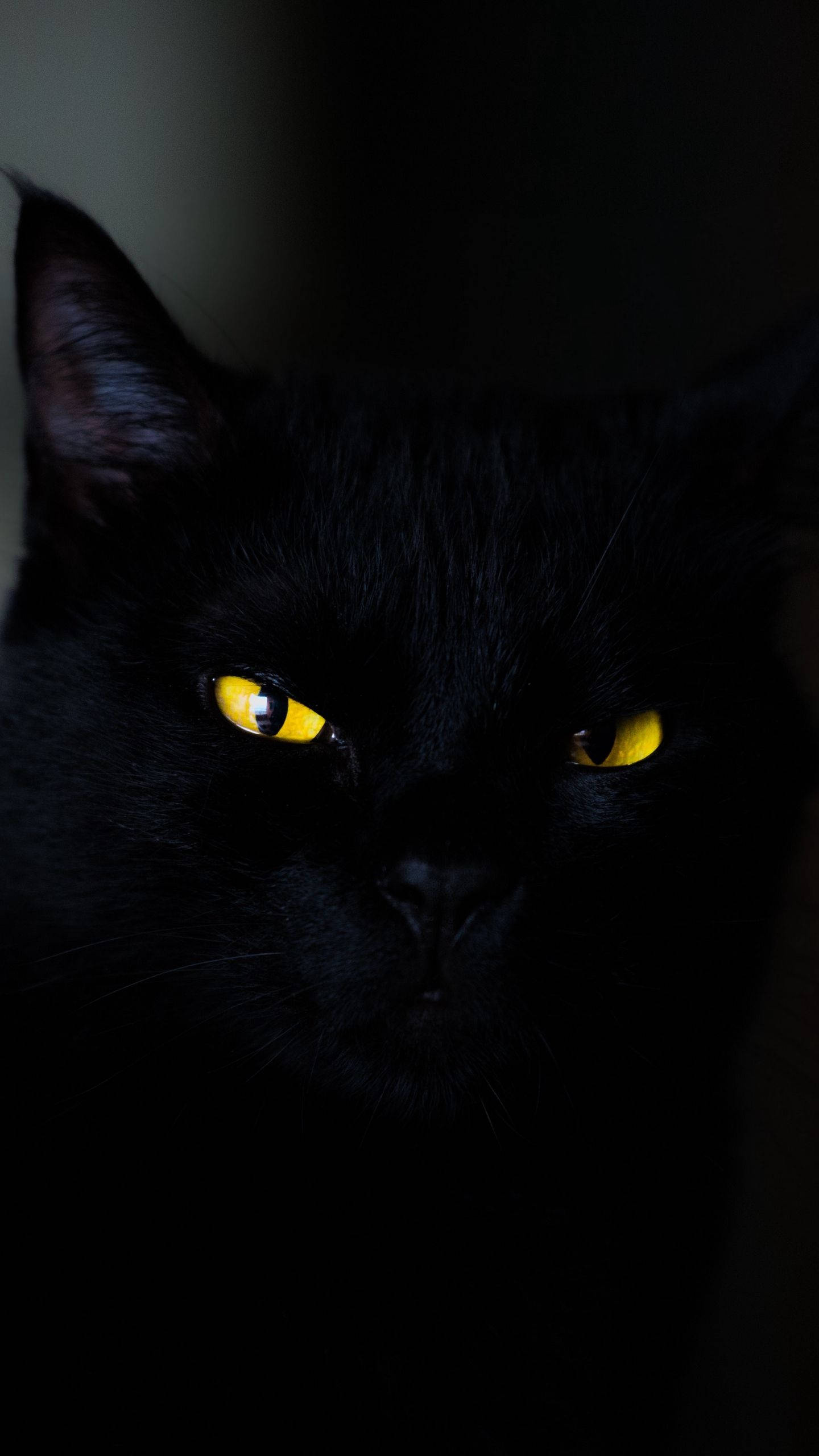 Pusang Itim iPhone 6 Plus Wallpaper