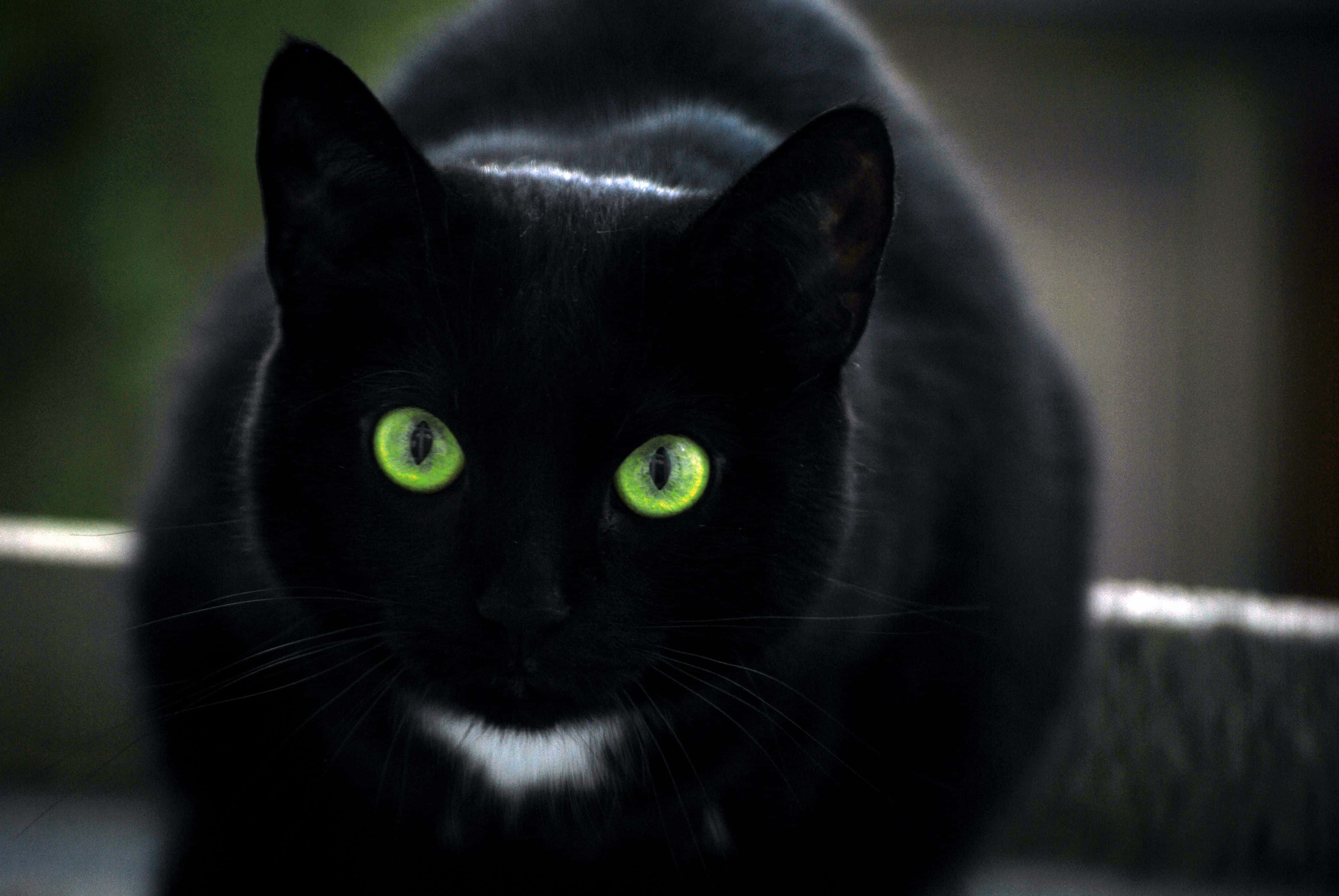 Pusang Itim na May Berdeng Mata Wallpaper