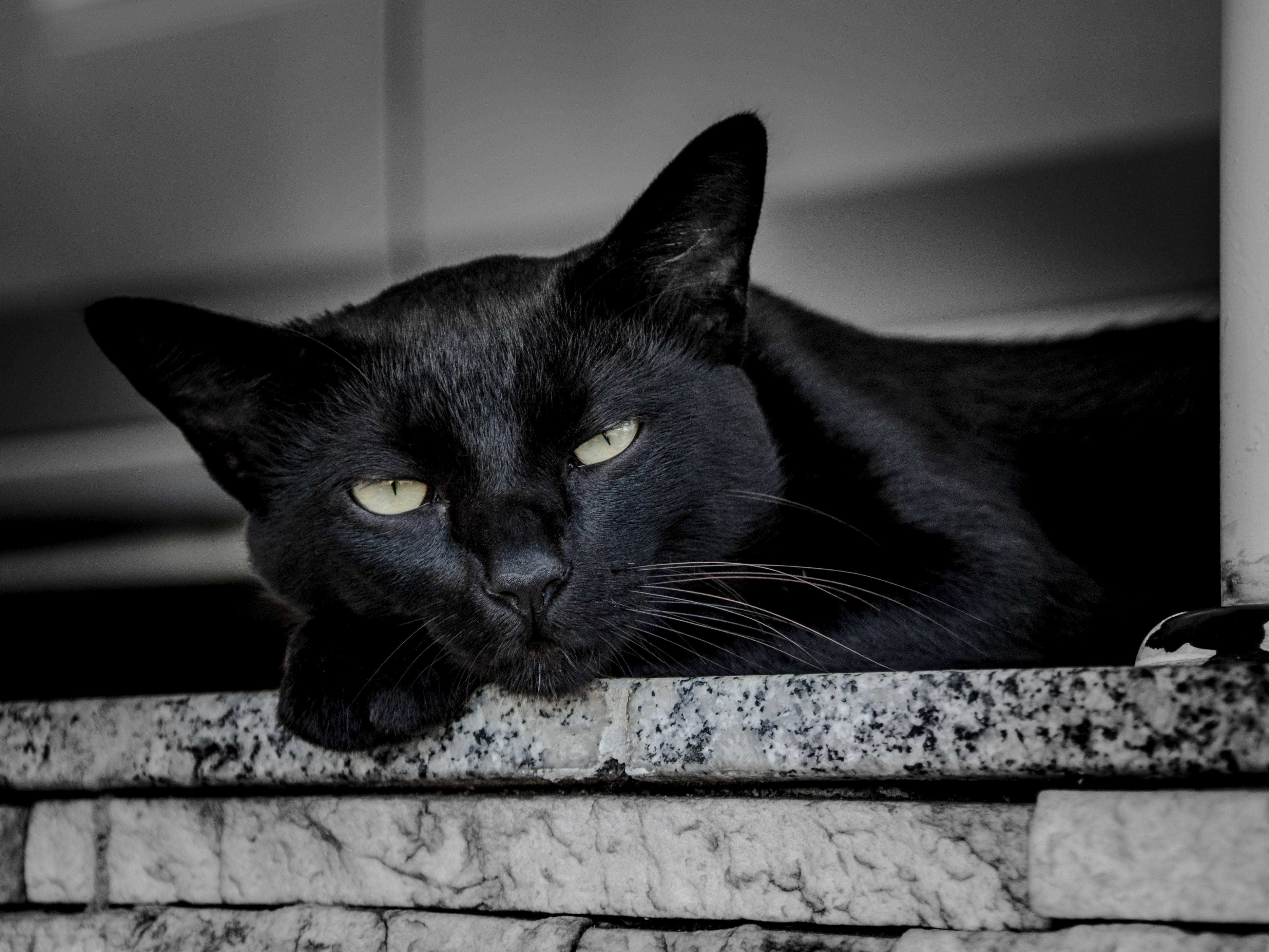 Pusang Itim na Nagigising Wallpaper
