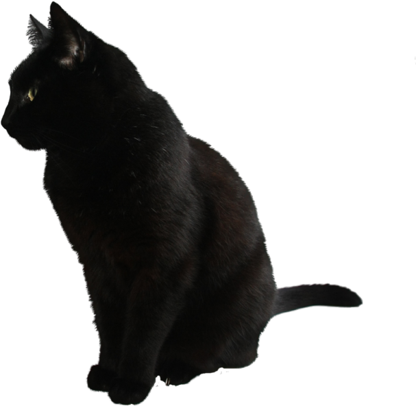 Pusang Itim na Nakatagilid Wallpaper
